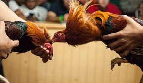 Đá gà campuchia – Xem đá gà trực tiếp sắc nét tại Jun88 post thumbnail image